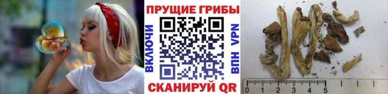Псилоцибиновые грибы GOLDEN TEACHER  мориарти как зайти  Бакал 